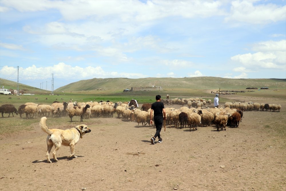 Göçerlerin Tendürek Dağı eteklerinde zorlu hayvancılık mesaisi başladı