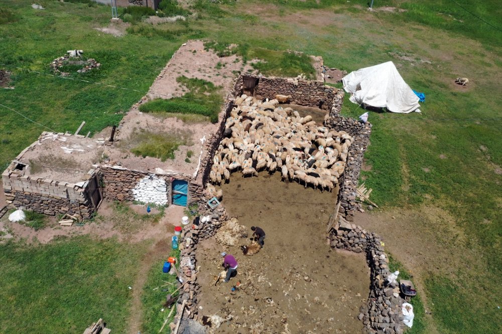 Göçerlerin Tendürek Dağı eteklerinde zorlu hayvancılık mesaisi başladı