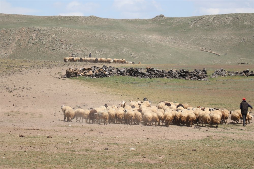 Göçerlerin Tendürek Dağı eteklerinde zorlu hayvancılık mesaisi başladı