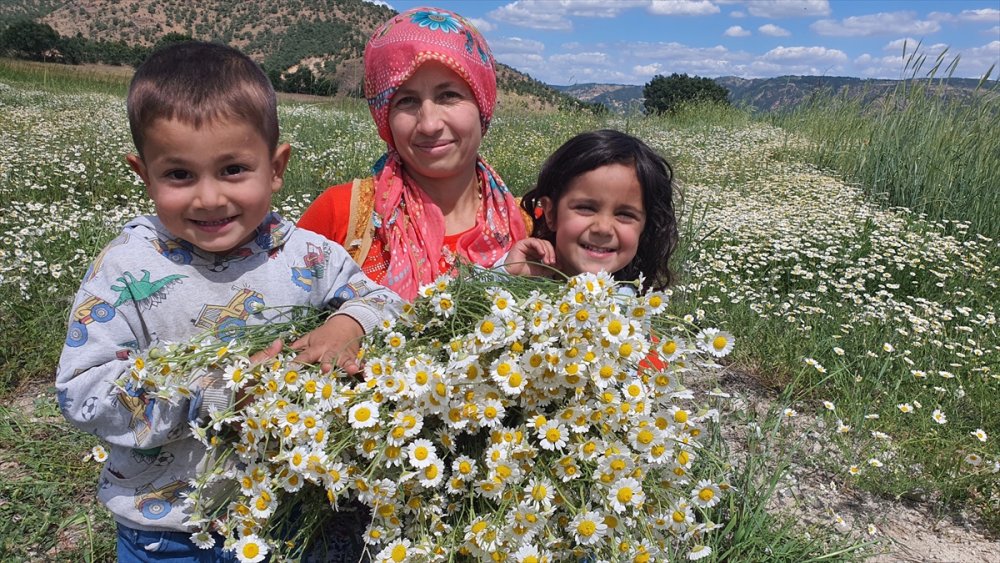 Manisalı kadınların topladığı kır papatyaları meşrubat ilaç sanayisinde kullanılıyor