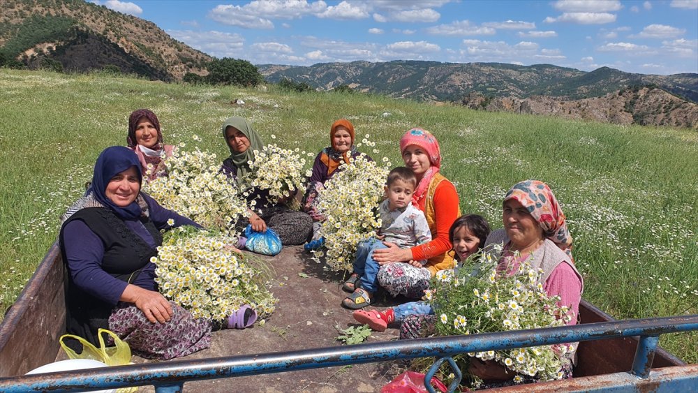 Manisalı kadınların topladığı kır papatyaları meşrubat ilaç sanayisinde kullanılıyor
