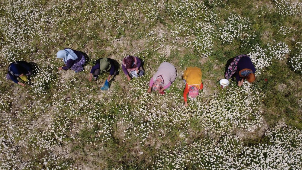 Manisalı kadınların topladığı kır papatyaları meşrubat ilaç sanayisinde kullanılıyor