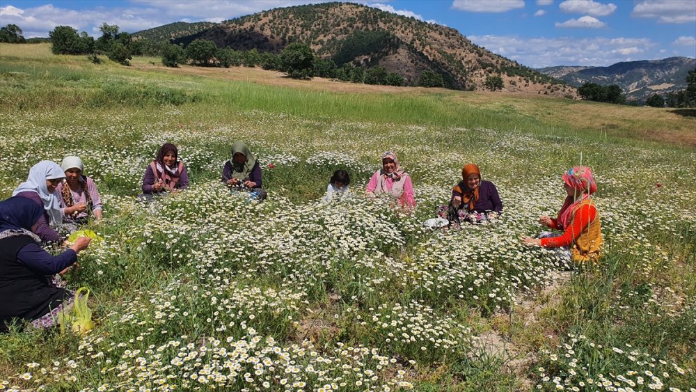 Manisalı kadınların topladığı kır papatyaları meşrubat ilaç sanayisinde kullanılıyor