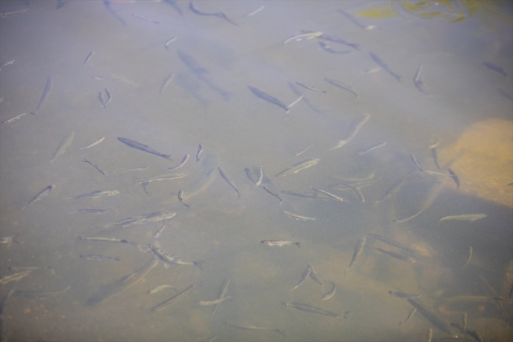 Su Altı kamerayla görüntülenen Van Gölü'nün "yavru incileri" dönüş yolculuğunda