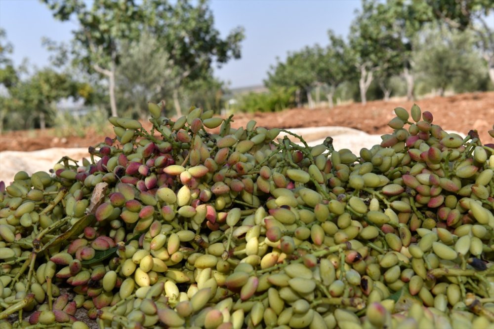 Şanlıurfa Valisi Hasan Şıldak, Antep fıstığı hasadına katıldı