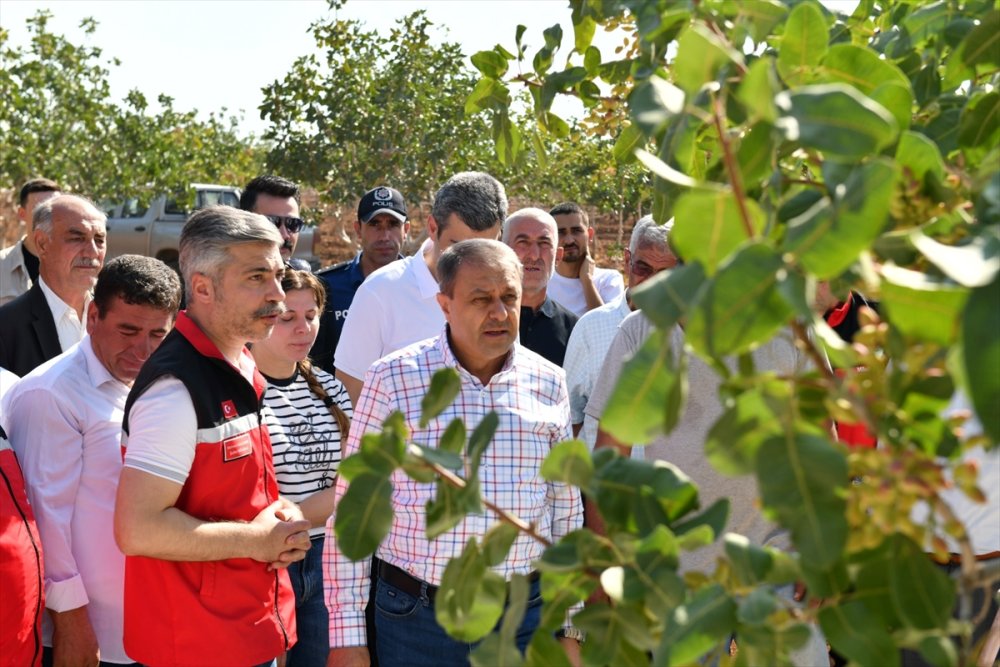 Şanlıurfa Valisi Hasan Şıldak, Antep fıstığı hasadına katıldı