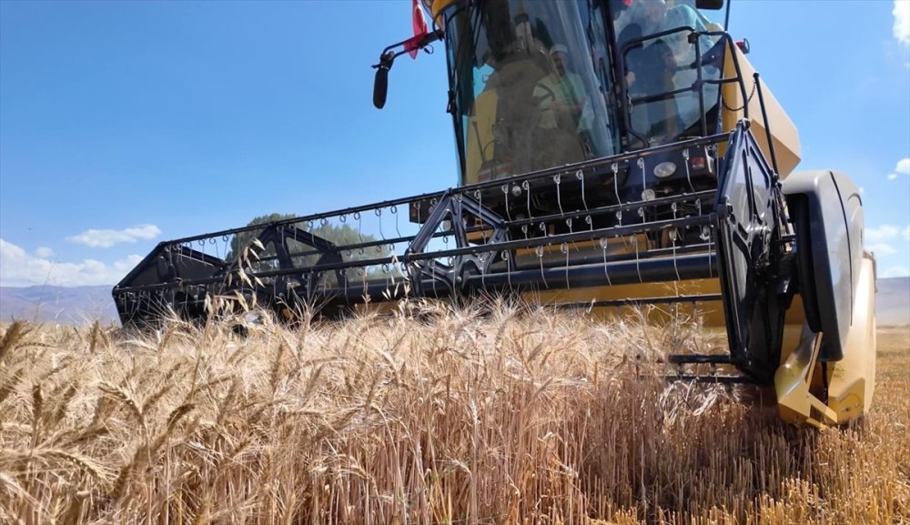 Erzurum Valisi Çiftçi, öğrencilerin ektiği buğdayın biçerdöverle hasadını yaptı