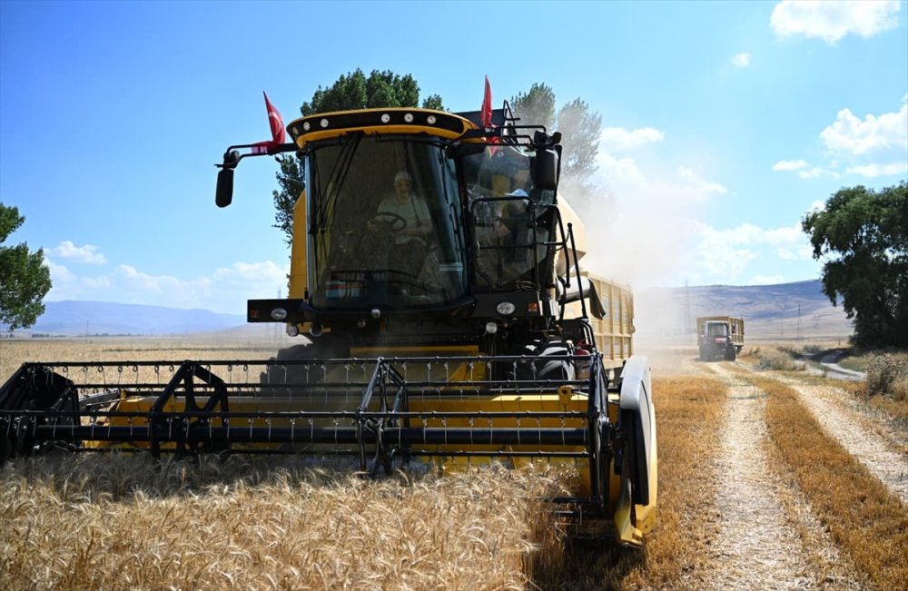 Erzurum Valisi Çiftçi, öğrencilerin ektiği buğdayın biçerdöverle hasadını yaptı