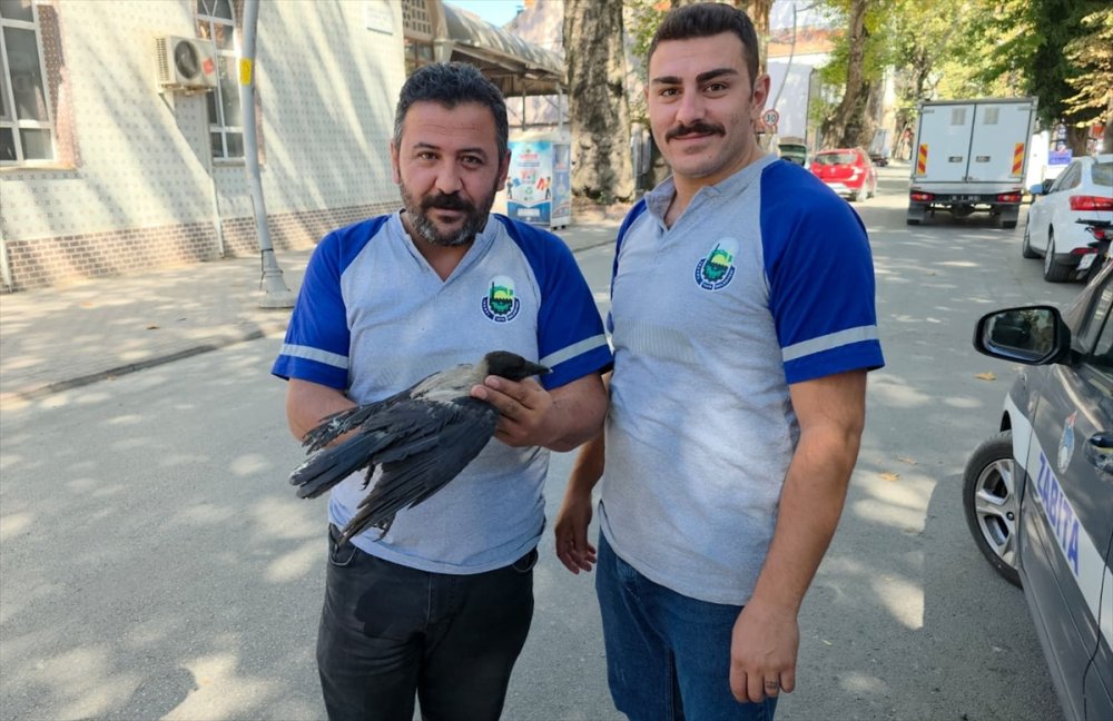 İtfaiyeciler bu kez Bursa’da Kargayı kurtardı