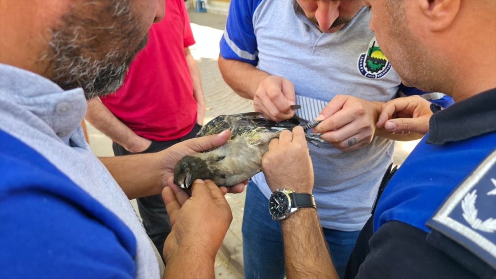 İtfaiyeciler bu kez Bursa’da Kargayı kurtardı