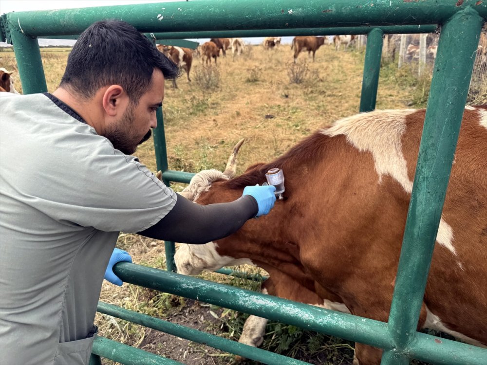 Büyükbaş hayvanlarının yüzde 70'ine şap aşısı yapıldı