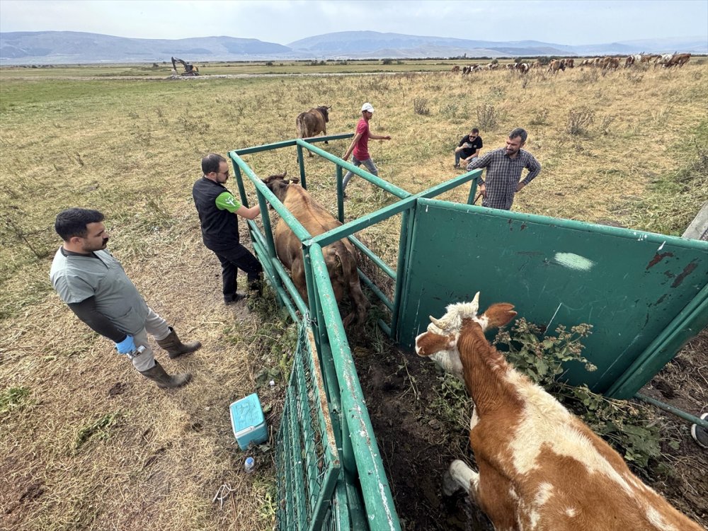 Büyükbaş hayvanlarının yüzde 70'ine şap aşısı yapıldı