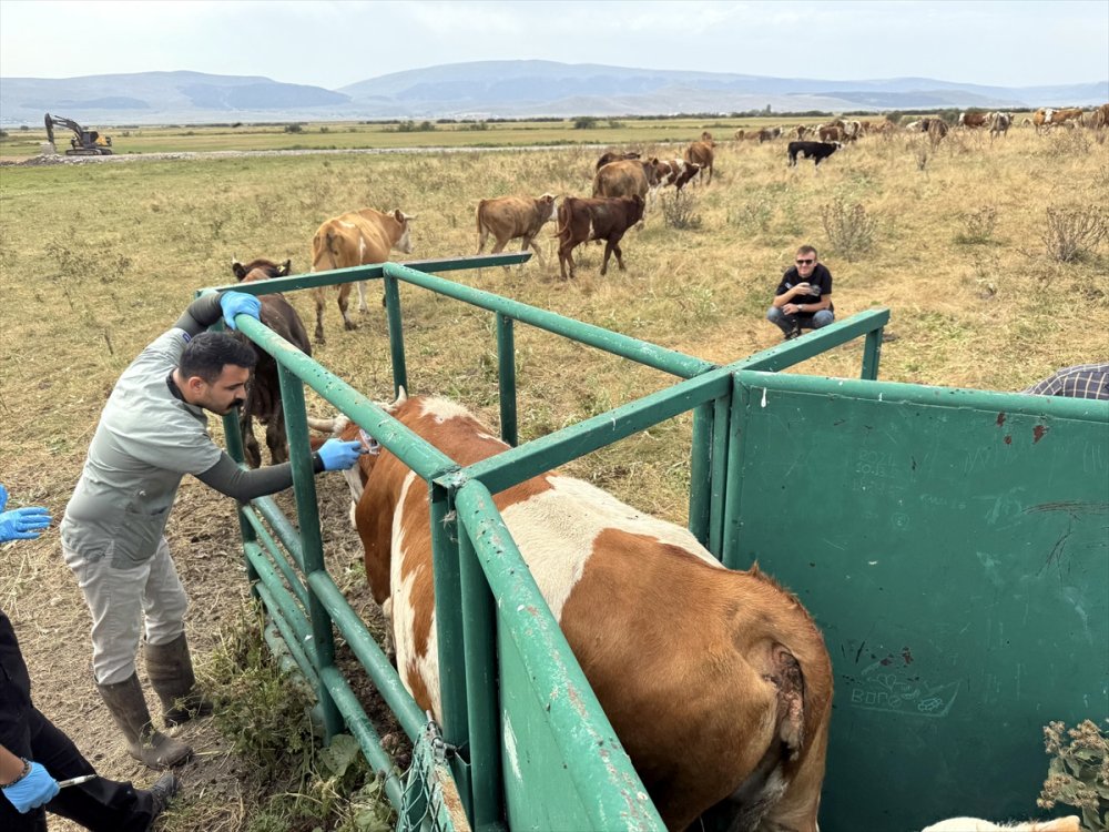 Büyükbaş hayvanlarının yüzde 70'ine şap aşısı yapıldı