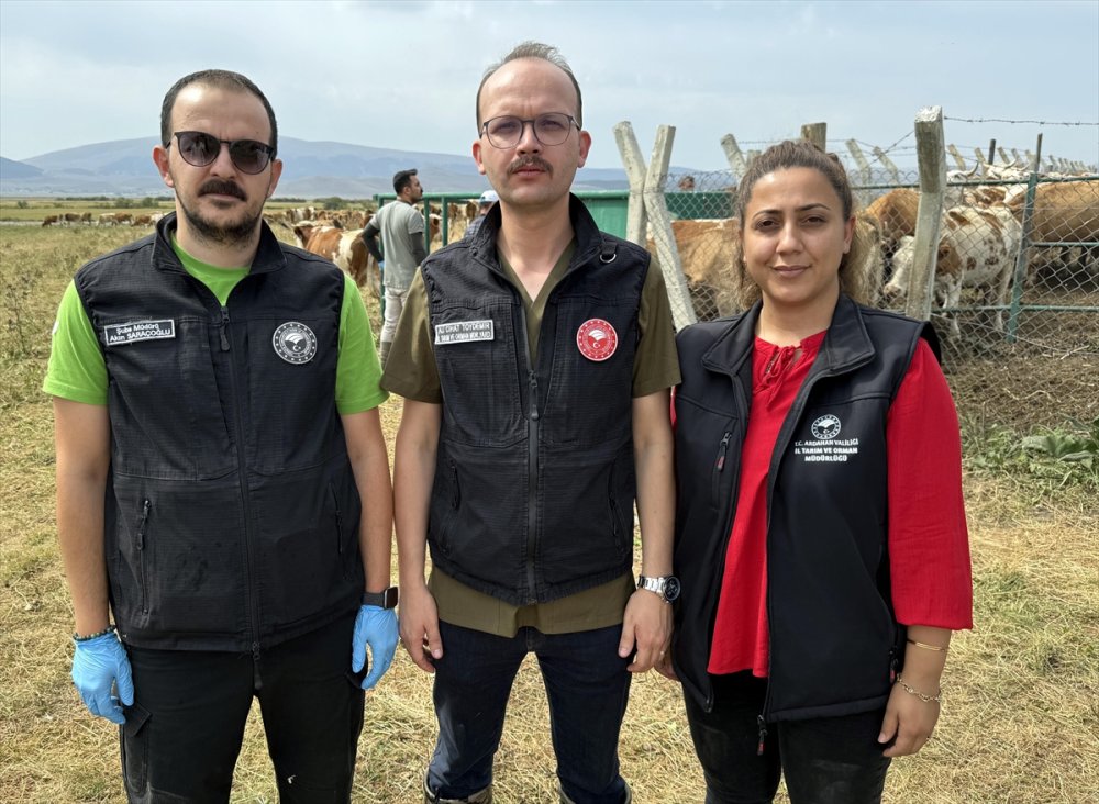 Büyükbaş hayvanlarının yüzde 70'ine şap aşısı yapıldı