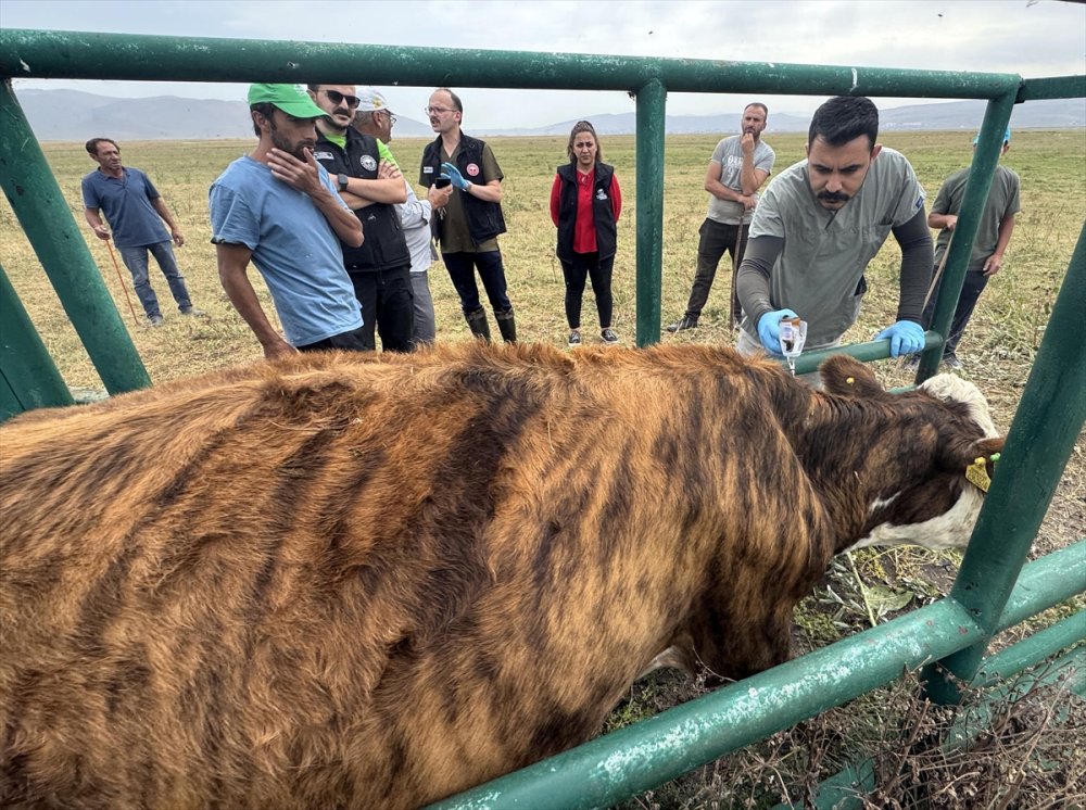 Büyükbaş hayvanlarının yüzde 70'ine şap aşısı yapıldı