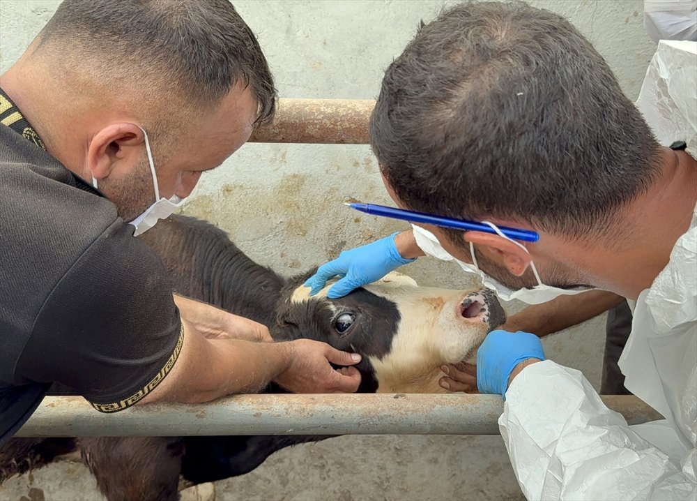 Iğdır'da şap hastalığıyla yapılan etkin mücadele üreticiyi memnun ediyor