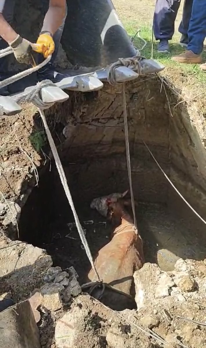 Yozgat'ta su kuyusuna düşen inek iş makinesiyle kurtarıldı