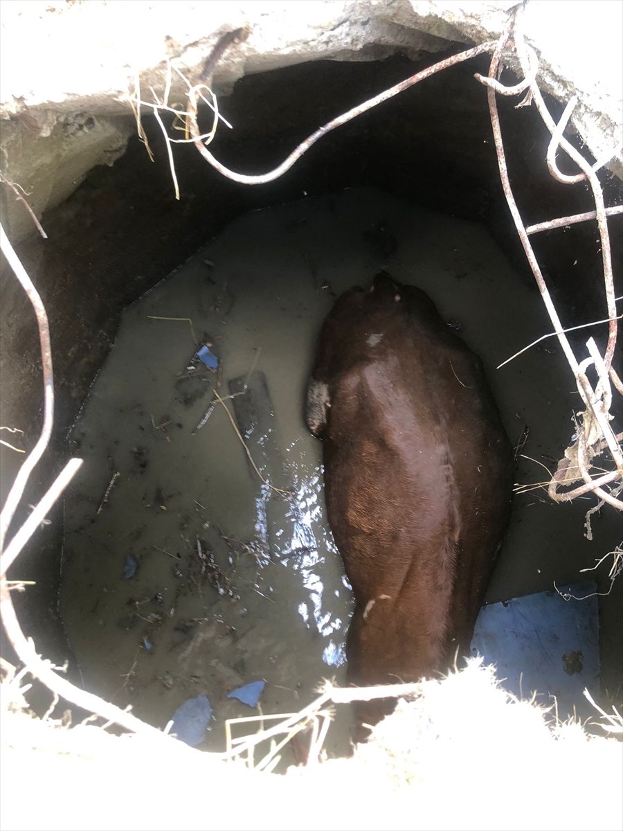 Yozgat'ta su kuyusuna düşen inek iş makinesiyle kurtarıldı