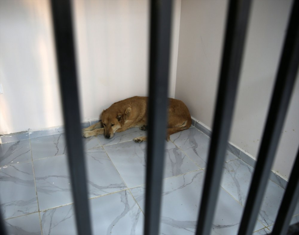 Bitlis'te "can dostlar" için doğal yaşam alanı oluşturuldu