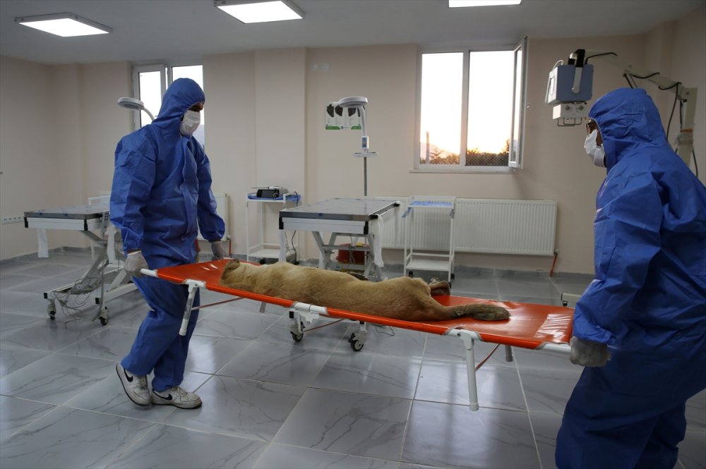 Bitlis'te "can dostlar" için doğal yaşam alanı oluşturuldu