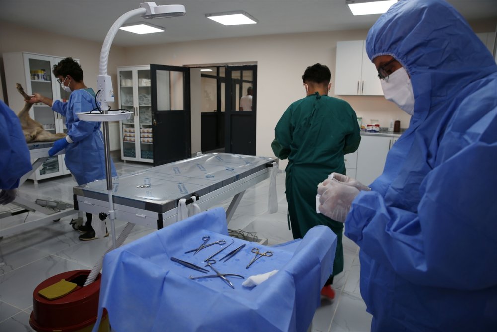 Bitlis'te "can dostlar" için doğal yaşam alanı oluşturuldu