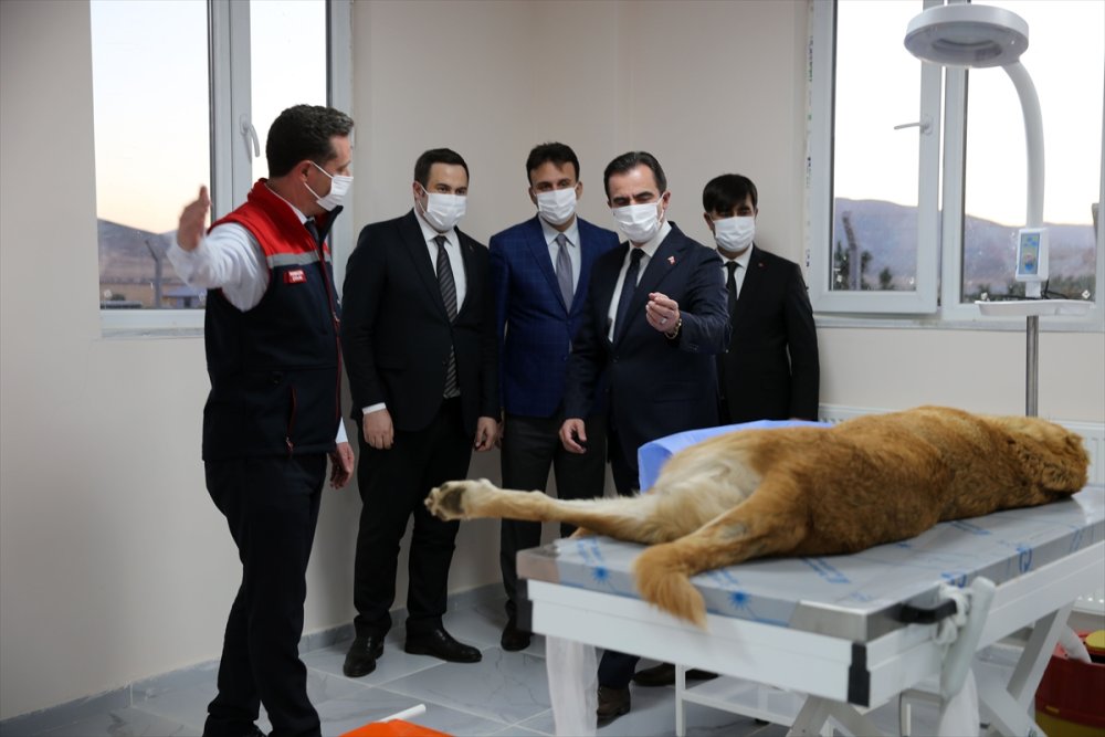 Bitlis'te "can dostlar" için doğal yaşam alanı oluşturuldu