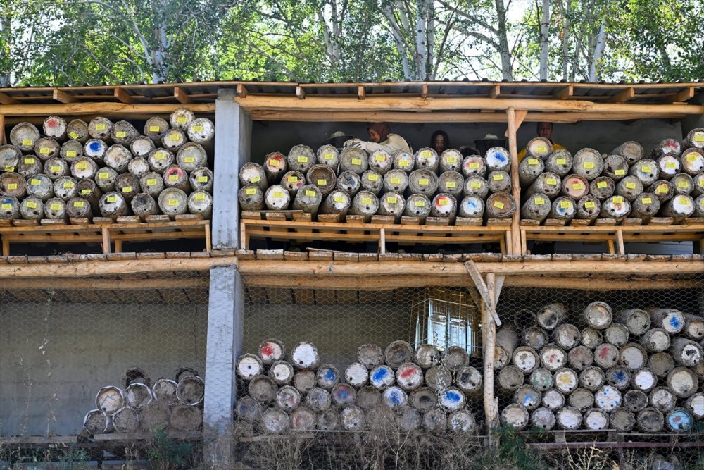 Devlet desteğiyle arıcılığa başlayan kadınlar merada kara kovan balı üretiyor