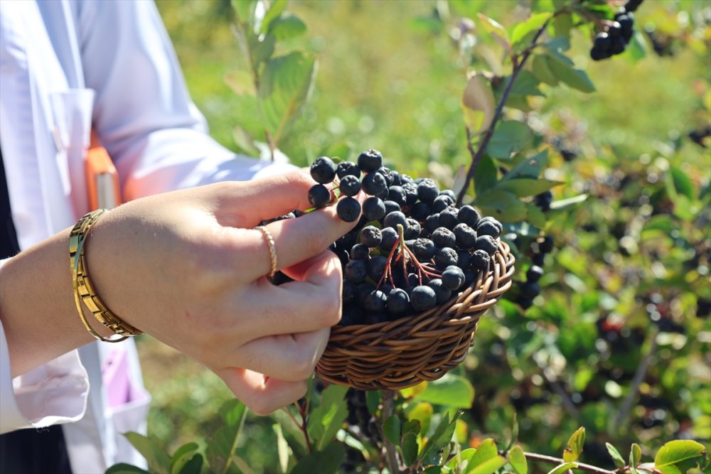 Bayburtluların yüzü gülüyor. "Süper meyve" aronya Bayburt topraklarına uyum sağladı