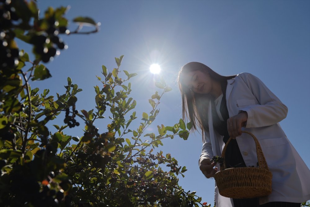 Bayburtluların yüzü gülüyor. "Süper meyve" aronya Bayburt topraklarına uyum sağladı