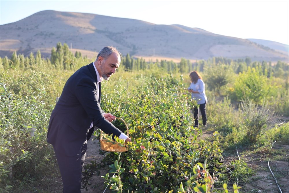 Bayburtluların yüzü gülüyor. "Süper meyve" aronya Bayburt topraklarına uyum sağladı