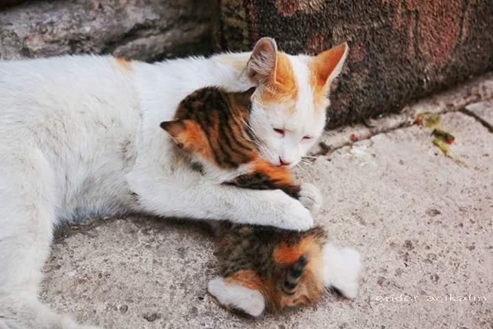 kedi-001.jpg kedi-001.jpg